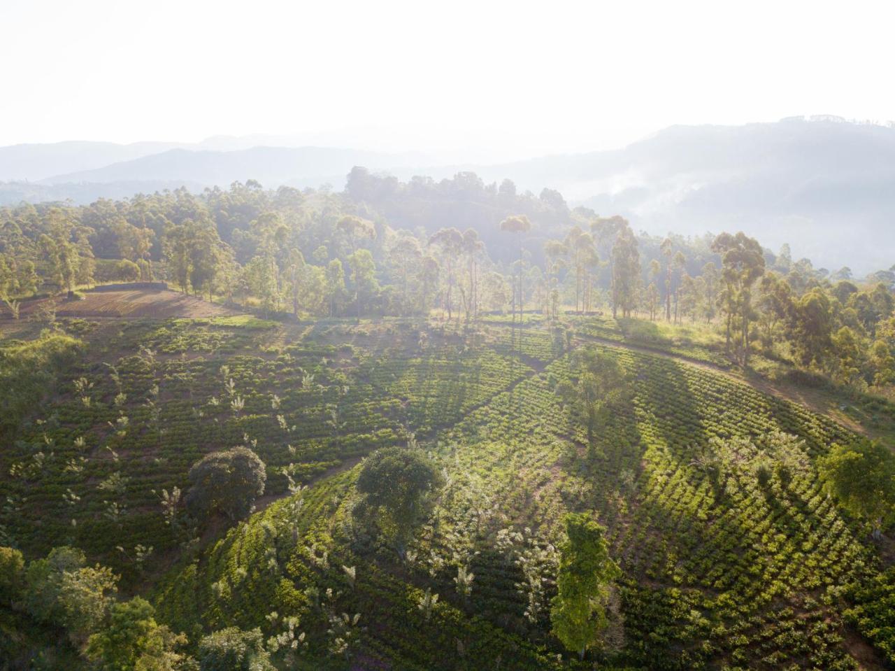 Mount Havana Kandy Bagian luar foto